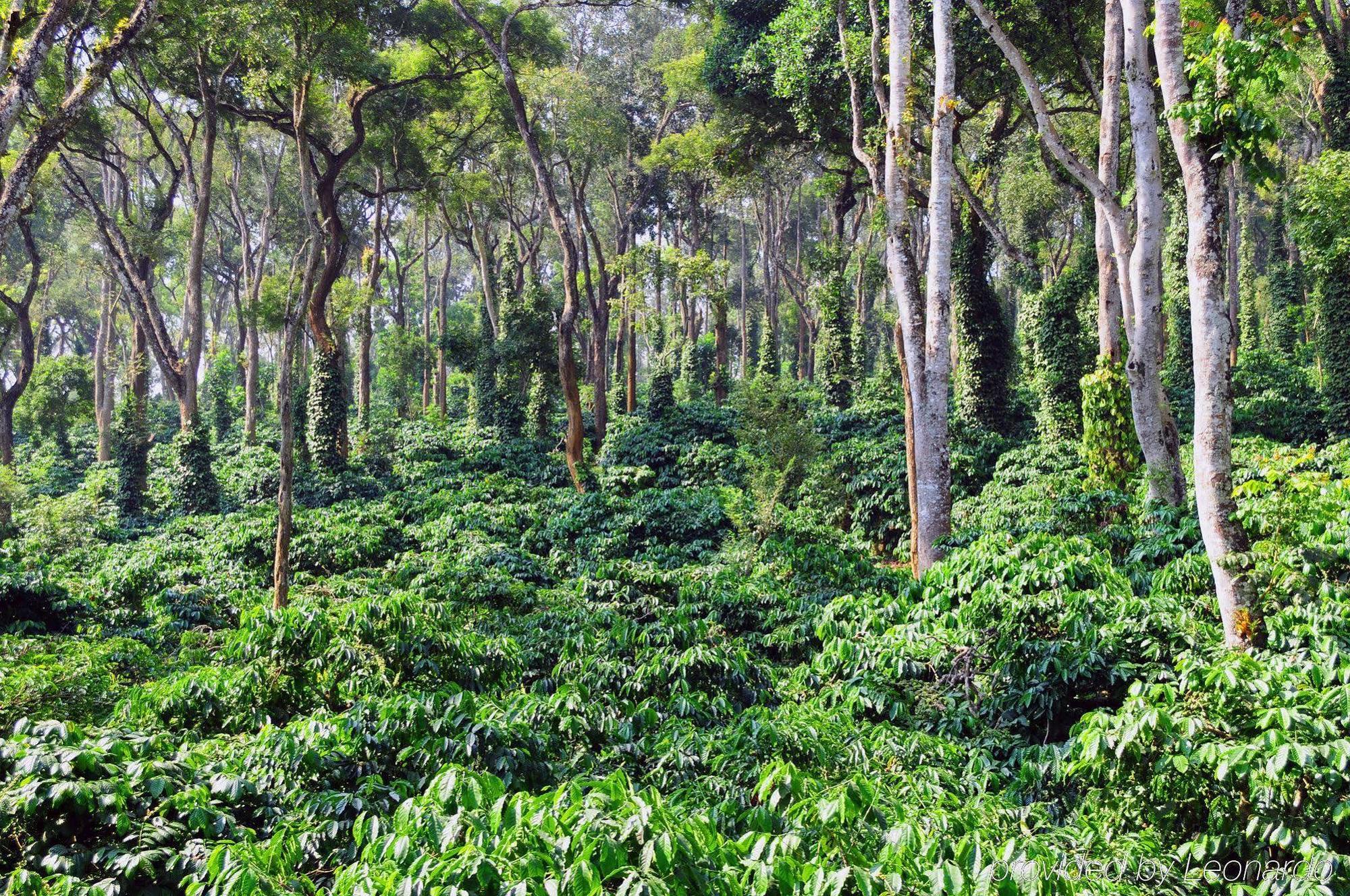 Evolve Back Coorg Hotel Hassan Esterno foto